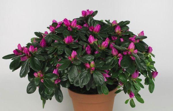 rododendron sims