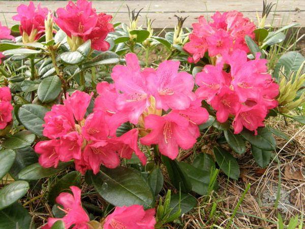 rhododendrons מאוריץ