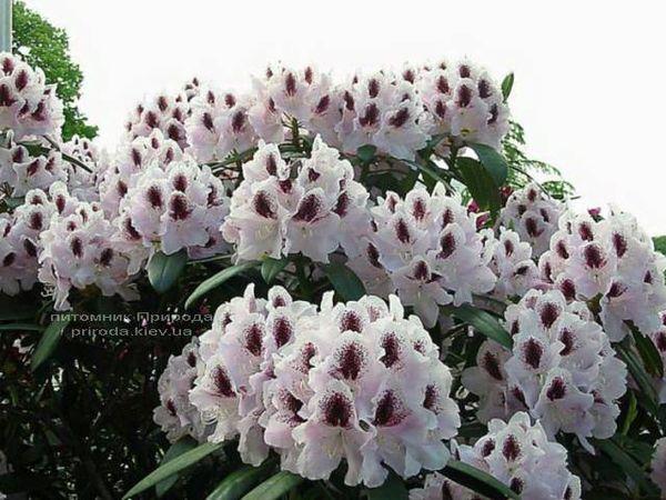 rhododendrons קלסאפ
