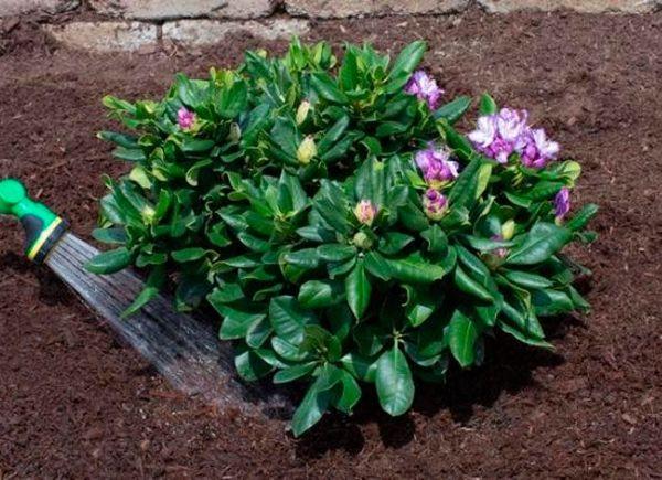 Προσγείωση Rhododendron