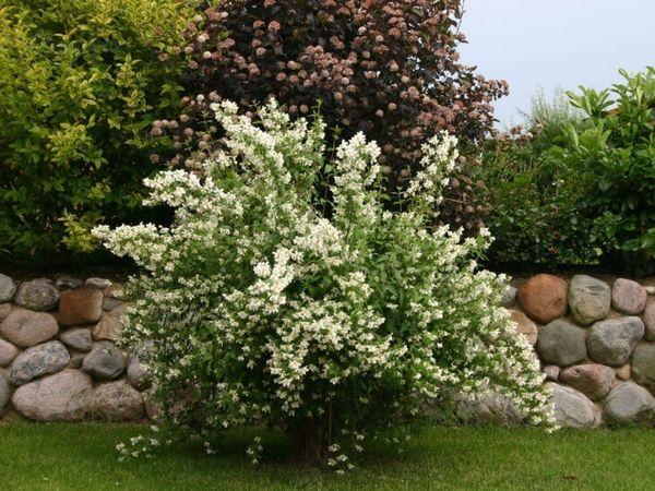 Rhododendron στον κήπο