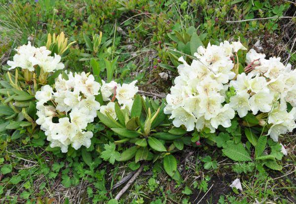 Καυκάσιος Rhododendron