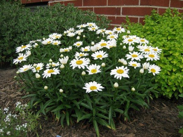 Chamomile bush