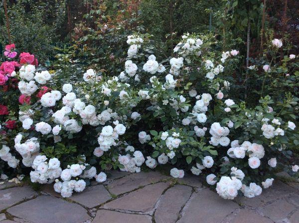 Rose στον ιστότοπο