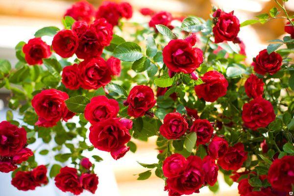 roses hybrides