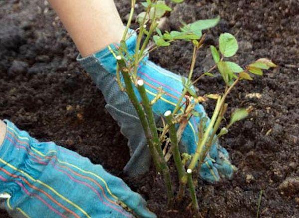 planting bushes