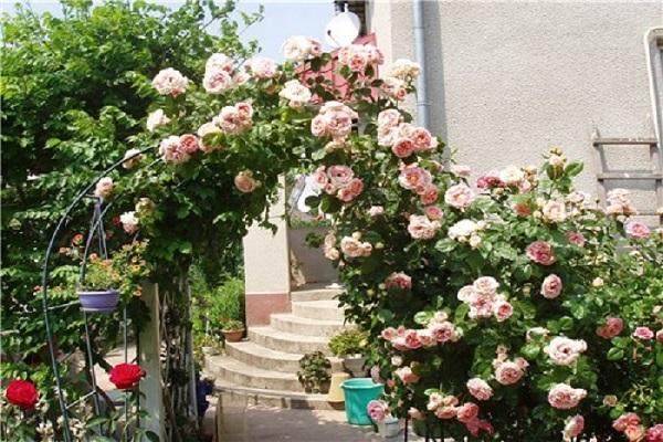 Περιγραφές των καλύτερων ποικιλιών τριαντάφυλλων της ομάδας Climber και τα χαρακτηριστικά τους, φύτευση και φροντίδα