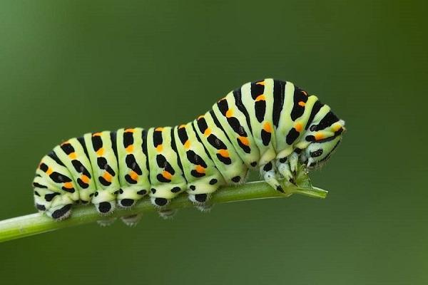 gestreifte Raupe