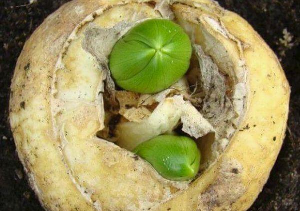 Лешникова глухарка