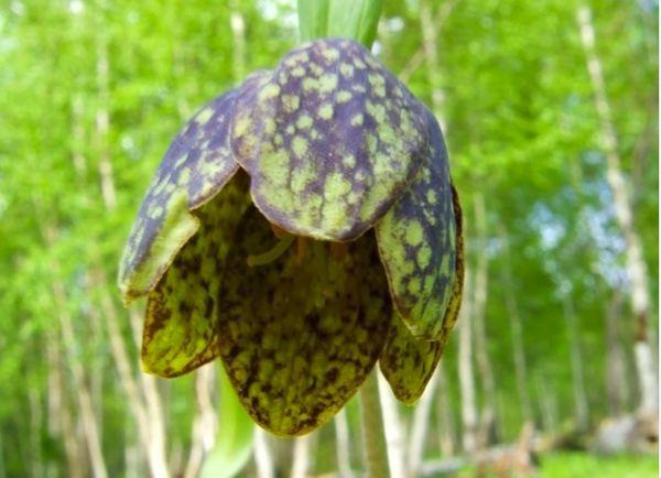 Даганов лешник