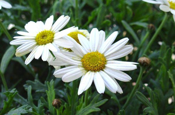 chamomile flowers