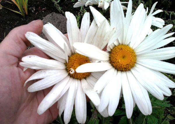 two daisies