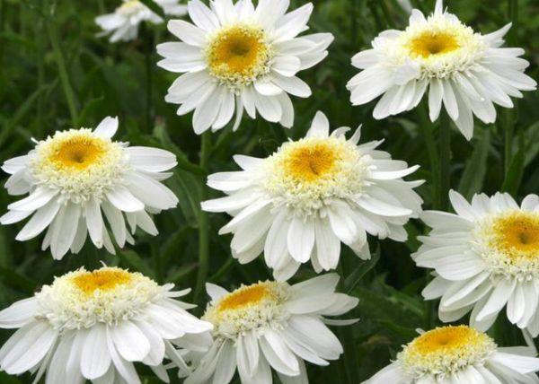 chamomile in the field