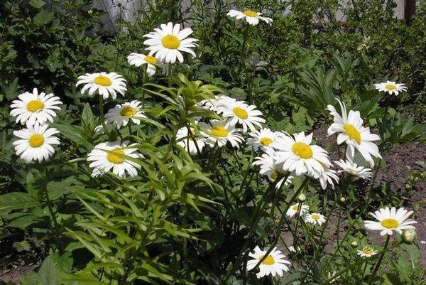 chamomile in the garden