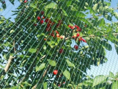 cherry shelter