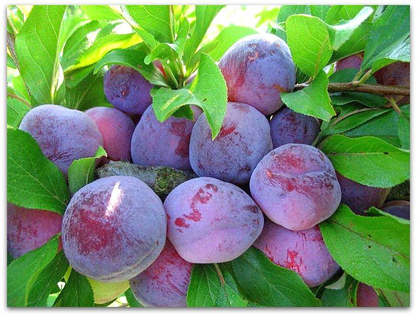 eurasie prune