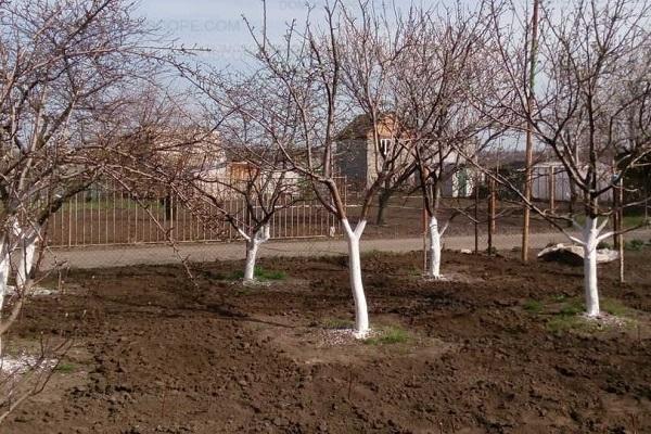 formades corones