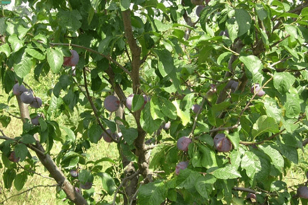 planta d’estiu