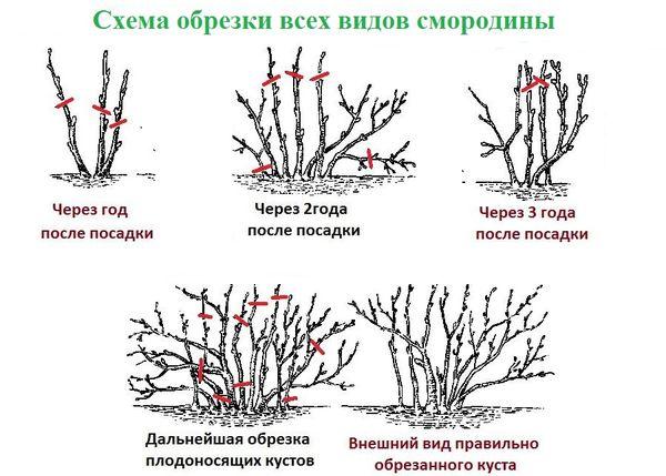 обрезивање рибизле
