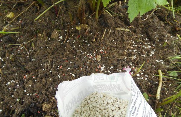 Fertilização