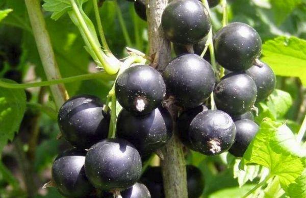black olives