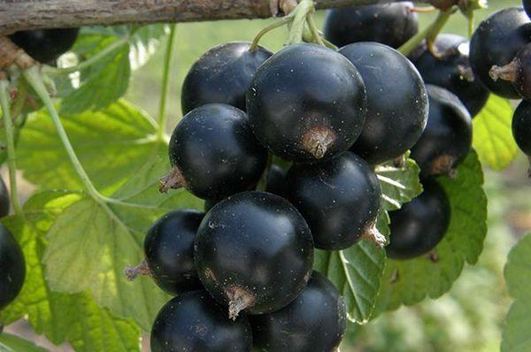 Johannisbeerfrucht