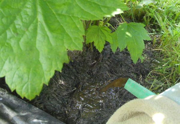 Top Dressing aus Gülle