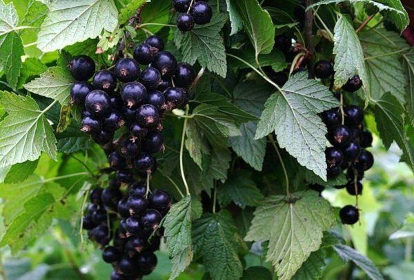 Frucht Johannisbeeren
