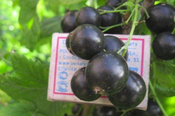 Brombeere