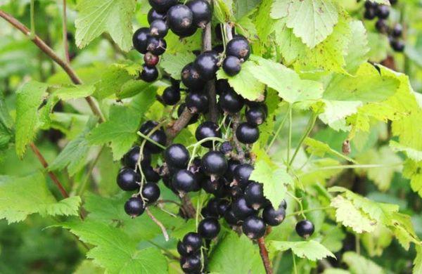 Brombeere