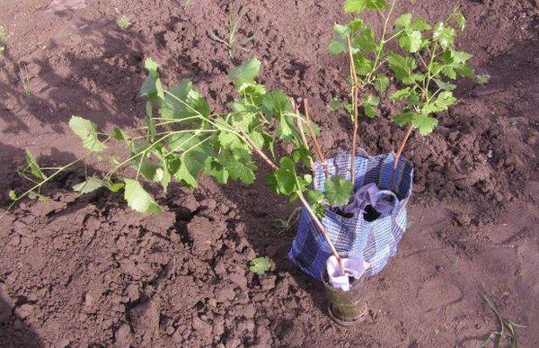 Currant seedlings