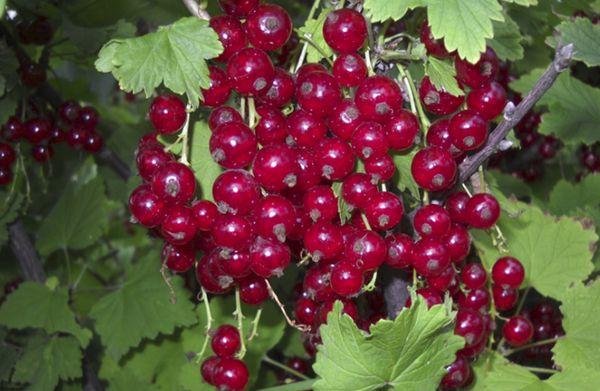 rote Beeren
