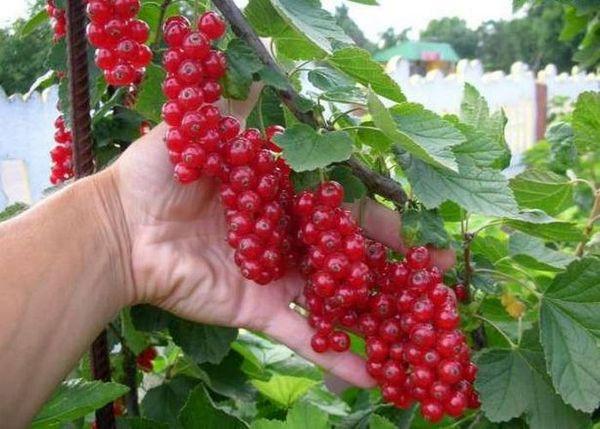 Johannisbeeren pflücken
