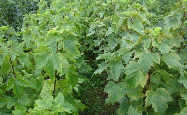 wachsende Johannisbeeren