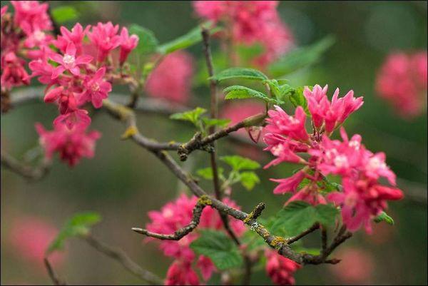 Ornamental currant