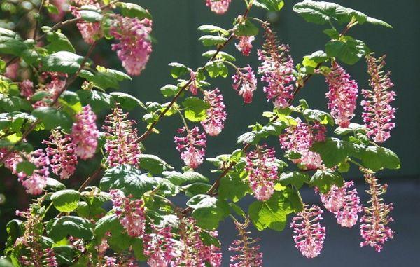hybrid currant