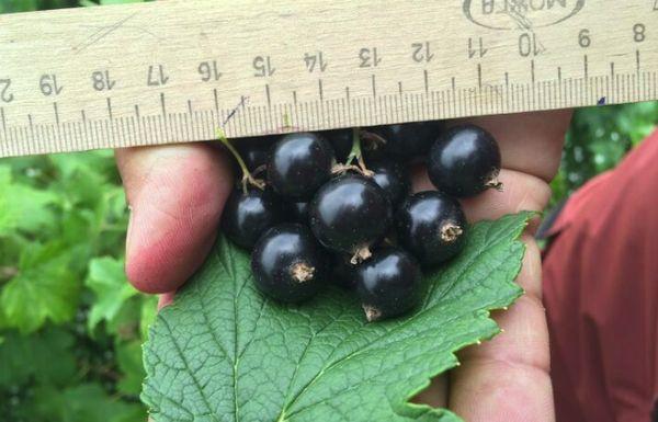 Brombeere