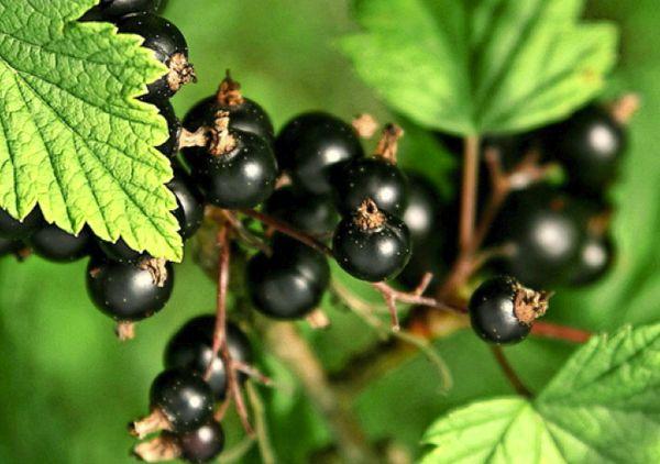 Beeren auf einem Ast