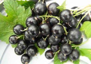 Characteristics and description of Nara currants, planting and care