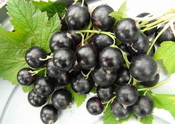 Brombeere