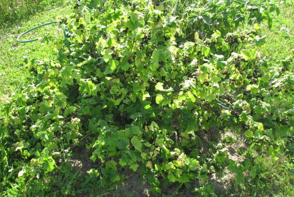 Baum mit Beeren
