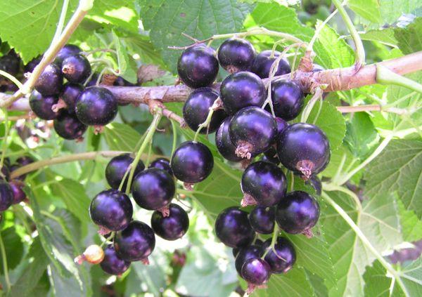 Zweig mit Johannisbeeren