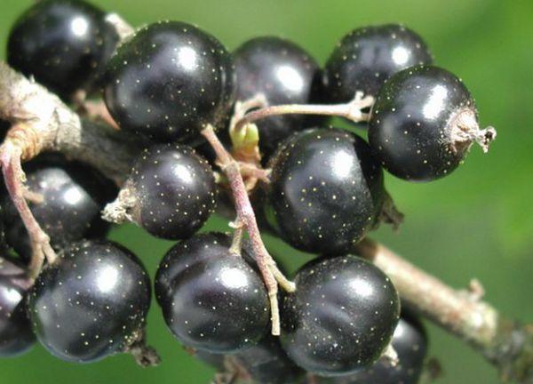 Brombeeren