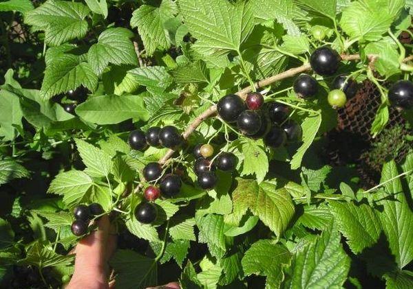 reife Beeren