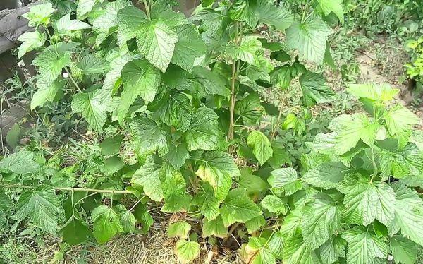 Johannisbeeren pflanzen