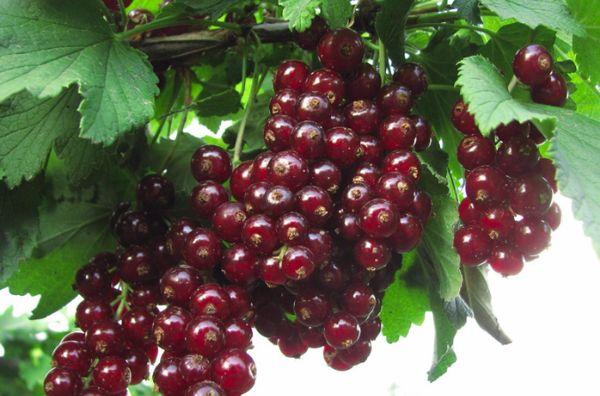 Johannisbeerfrucht
