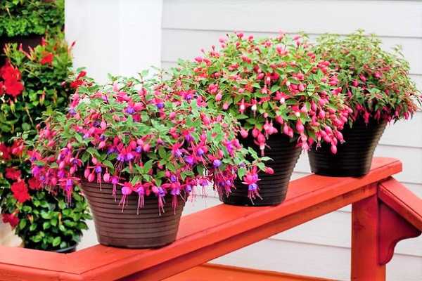 Fuchsia Sorte