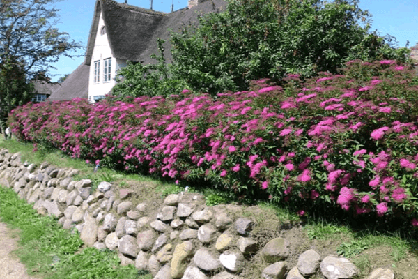 stones by the flower bed