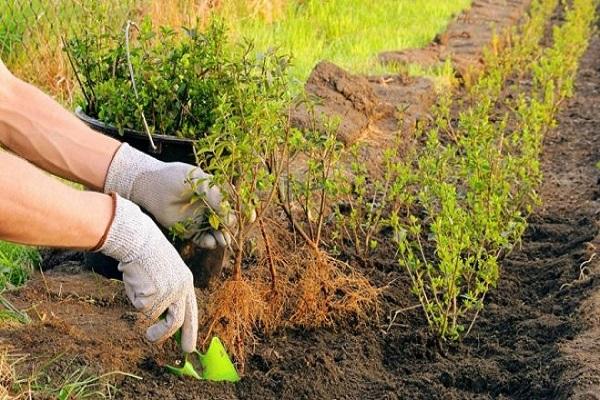 loosening the soil