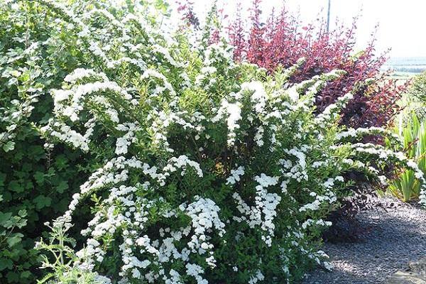 montículo de nieve de Spirea